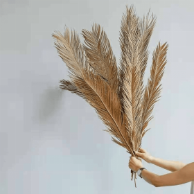 Dried Folium Cycas