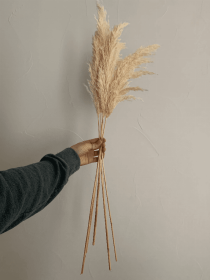 Pampas Grass, Dried Floral Décor - White