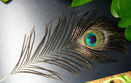 Natural Peacock Feather